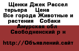 Щенки Джек Рассел терьера  › Цена ­ 15 000 - Все города Животные и растения » Собаки   . Амурская обл.,Свободненский р-н